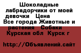 Шоколадные лабрадорчики от моей девочки › Цена ­ 25 000 - Все города Животные и растения » Собаки   . Курская обл.,Курск г.